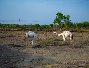 Camels grazing near a Village in Rajasthan India