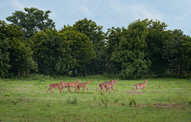 The Neel Gai hurd, Blue Bull hurd marching  in a field 