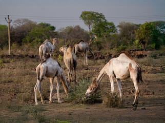 Camels grazing near a Village in Rajasthan India