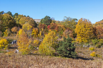 yellowing forest, the beginning of the autumn period in nature, views of the area, walking along a...