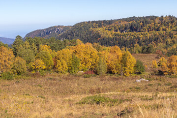 yellowing forest, the beginning of the autumn period in nature, views of the area, walking along a dirt trail