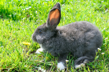 furry baby rabbit bunny sitting on green grass nature background.