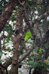 bird on a tree
