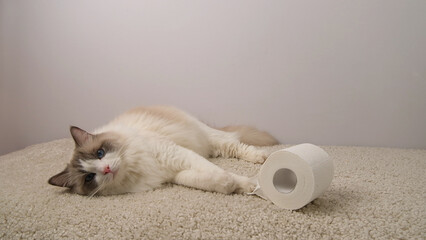A fluffy ragdoll cat plays with a roll of white toilet paper.