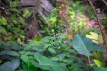 A mesmerizing jungle scene that highlights a spider skillfully weaving its intricate web, beautifully surrounded by lush, vibrant foliage and greenery all around, East Java, Indonesia