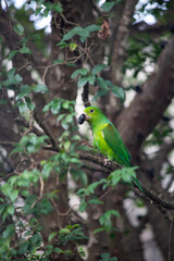 green parrot on branch
