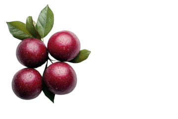 Fresh plums on a branch with droplets, showcasing vibrant red color and lush green leaves