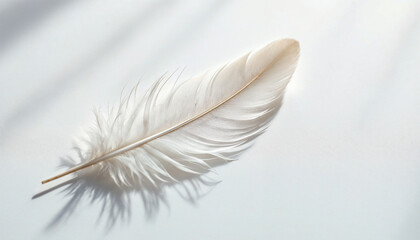 Obraz premium Soft white feather resting on a light surface illuminated by natural sunlight in a serene setting