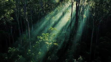 Obraz premium Sunbeams illuminate lush green forest canopy from above.