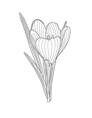 Crocus spring flower tender wildlife plant with stem and leaves, outline hand drawn vector illustration, floral design element, graphic clipart for invitation, card, wedding decor, botanical line art