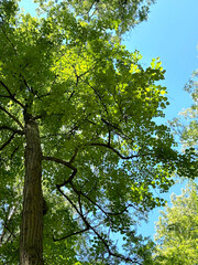 The trunk of an old linden tree, green linden foliage, blue cloudless sky. View of the tree from below. Vertical background, screen.