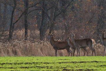 A small herd of red deer stands on a green grass field near a forest in autumn at sunset during mating season