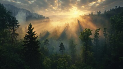 Golden sunrise rays pierce through a misty forest.