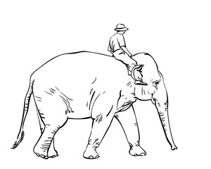 Man riding elephant, Hand drawn illustration isolated, Vector sketch of walking elephant with man on the back