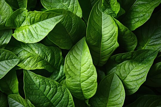 Healthy tobacco leaves captured up close, highlighting their vibrant green color and unique texture