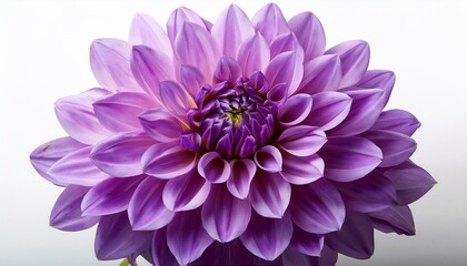 Obraz premium purple flower on a white background remoted with clipping direction closeup large shaggy flower dahlia