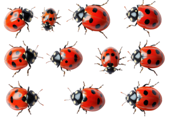 ladybugs collection - red and black insects on white background