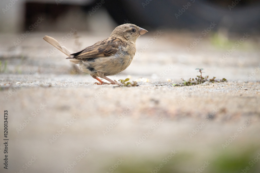 Wall mural Passer é um gênero da família Passeridae, também conhecido como pardal. Passer