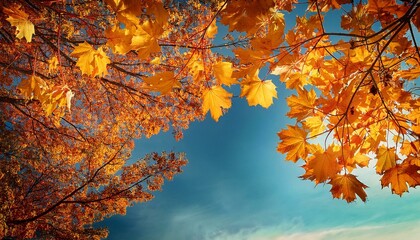 fall maple branches with leaves on blue sky historical past