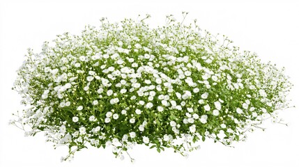 A vibrant patch of small white flowers in full bloom, creating a lush, lively display.