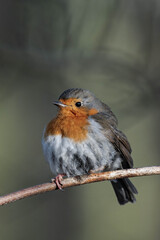European robin (Erithacus rubecula) on a tree branch