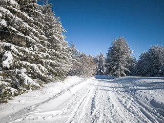 Winter Landscape of Vitosha Mountain, Bulgaria