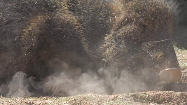 This slow motion video shows a close up view of a wild Chacoan peccary (or &ldquo;tagua&rdquo;) kicking up dirt and rolling around in it.