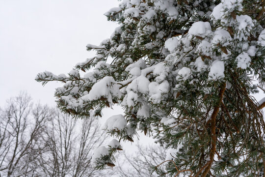 snow on a pine branch in a winter forest