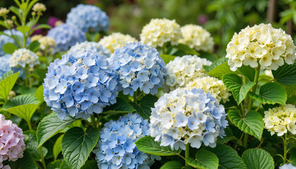 Colorful Hydrangea flowers blooming in lush garden, nature's beauty