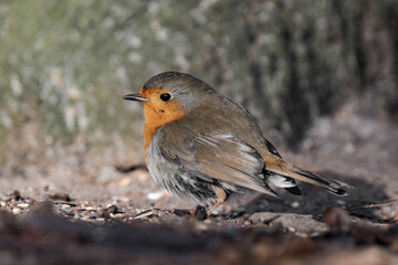 European robin (Erithacus rubecula) standing on the ground