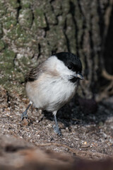 Marsh tit (Poecile palustris) standing on the ground