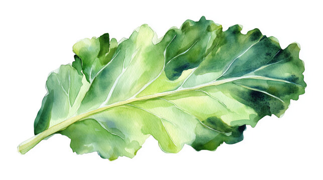 watercolor illustration of one single green kale leaf isolated on white background