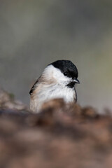 Marsh tit (Poecile palustris) standing on the ground