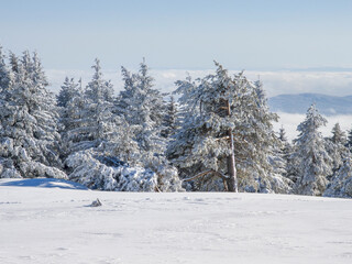 Winter Landscape of Vitosha Mountain, Bulgaria