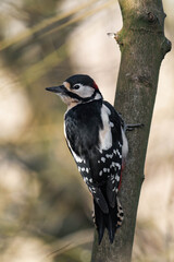 Male great spotted woodpecker (Dendrocopos major)