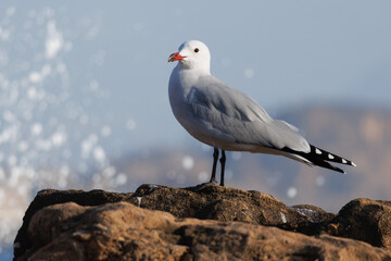 Gaviota de Audouin Ichthyaetus audouinii posada sobre roca con bokeh de gotas de agua al romper una ola, Alicante, España