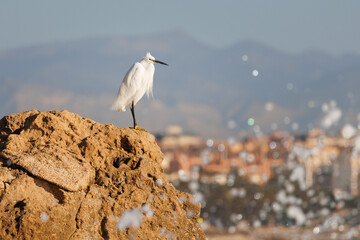 Garceta com&uacute;n egretta garzetta posada en roca con fondo desenfocado de la ciudad de Alicante y sus monta&ntilde;as, Espa&ntilde;a