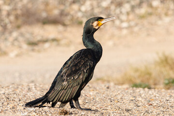 Cormorán Phalacrocorax carbo mirando a cámara con anzuelo clavado en su pico seca sus plumas al sol y en la playa de Agua Amarga, Alicante, España