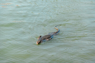 Fototapeta premium Monitor lizard swims in Melaka River in Malacca, Malaysia. Lizard's dark, speckled body and long tail are visible as it moves through water, creating ripples. Wildlife watching in urban surrounding