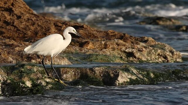 Garceta com&uacute;n Egretta garzetta caza un crust&aacute;ceo en la playa Agua Amarga de Alicante, Espa&ntilde;a