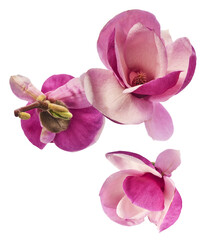 Naklejka premium Beautiful pink Magnolia flower falling in the air isolated on white background. Zero gravity conception