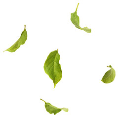 Beautiful pink Magnolia leaves falling in the air isolated on white background. Zero gravity conception