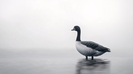 Fototapeta premium A solitary black and white goose stands gracefully on calm waters, exuding a calm and serene ambiance.