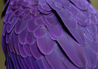 Naklejka premium Macro photo of a parrot's purple feathers