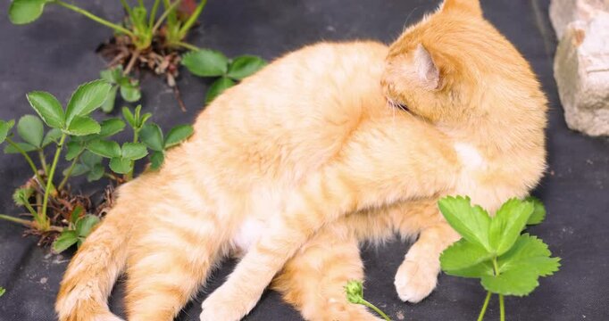 Ginger cat grooming in a strawberry patch