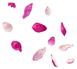 Beautiful pink Magnolia flower falling in the air isolated on white background. Zero gravity conception © Agave Studio