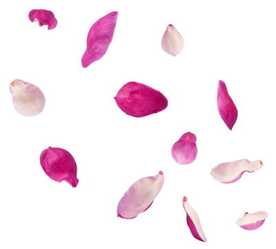 Beautiful pink Magnolia flower falling in the air isolated on white background. Zero gravity conception