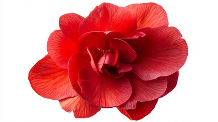 A vibrant red begonia flower in full bloom, showcasing its intricate petals and rich color.