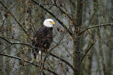Bald eagle Haliaeetus leucocephalus in winter tree standing on branch