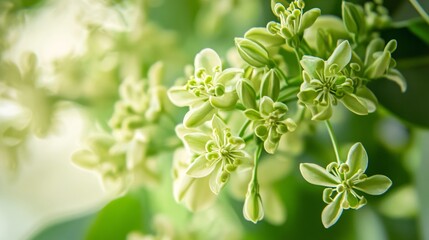 Close-up of delicate green flowers showcasing intricate floral details and soft lighting.